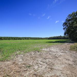 Photo #22 of SOLD property in Off Bryant Farm Road, Tarboro, NC 122.0 acres