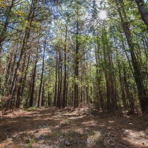 Photo #26 of SOLD property in Off Bryant Farm Road, Tarboro, NC 122.0 acres