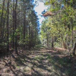 Photo #28 of SOLD property in Off Bryant Farm Road, Tarboro, NC 122.0 acres