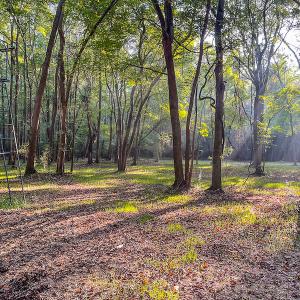 Photo #29 of SOLD property in Off Bryant Farm Road, Tarboro, NC 122.0 acres