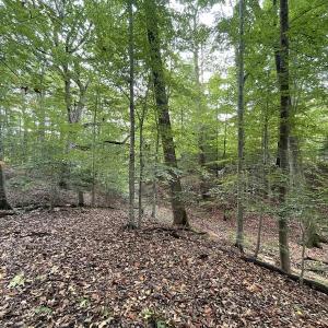 Photo #16 of SOLD property in Off Bethel Church Lane, Smithfield, VA 5.3 acres