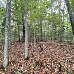 Photo #19 of SOLD property in Off Bethel Church Lane, Smithfield, VA 5.3 acres