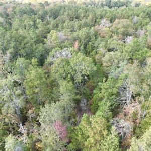 Photo #13 of SOLD property in Lot 8 Off Woodberry Drive, Grimesland, NC 2.6 acres