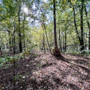 Photo #15 of SOLD property in Lot 8 Off Woodberry Drive, Grimesland, NC 2.6 acres