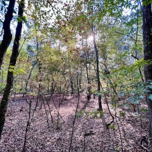 Photo #16 of SOLD property in Lot 8 Off Woodberry Drive, Grimesland, NC 2.6 acres