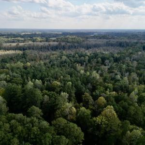 Photo #5 of SOLD property in Lots 2 & 5 Off Woodberry Drive, Grimesland, NC 10.2 acres