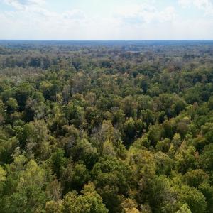 Photo #8 of SOLD property in Lots 2 & 5 Off Woodberry Drive, Grimesland, NC 10.2 acres