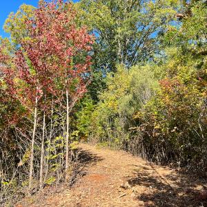 Photo #27 of SOLD property in Off Stoney Creek School Road, Reidsville, NC 19.5 acres