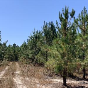 Photo #3 of SOLD property in Off Lee Road, Gibson, NC 3.7 acres