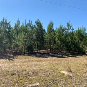 Photo #4 of SOLD property in Off Lee Road, Gibson, NC 3.7 acres