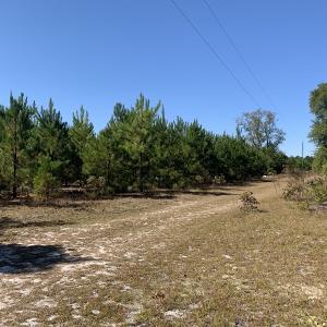 Photo #5 of SOLD property in Off Lee Road, Gibson, NC 3.7 acres