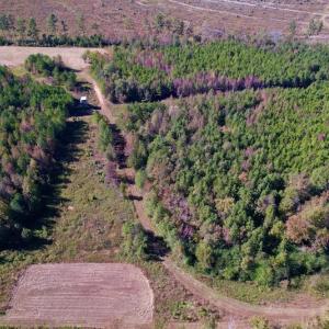 Photo #9 of SOLD property in Off Silvertown Road, Enfield, NC 75.0 acres