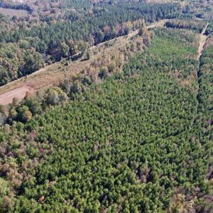 Photo #14 of SOLD property in Off Silvertown Road, Enfield, NC 75.0 acres
