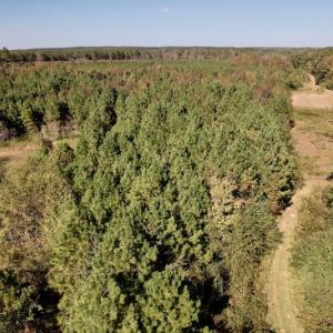 Photo #20 of SOLD property in Off Silvertown Road, Enfield, NC 75.0 acres