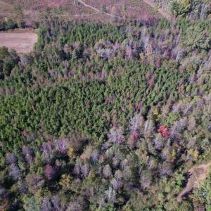 Photo #23 of SOLD property in Off Silvertown Road, Enfield, NC 75.0 acres
