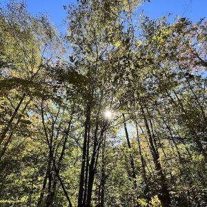 Photo #26 of SOLD property in Off Silvertown Road, Enfield, NC 75.0 acres
