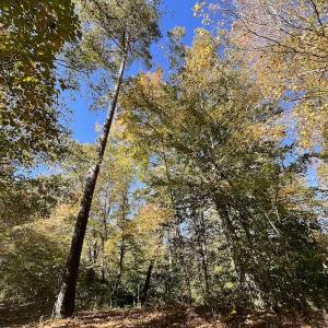 Photo #27 of SOLD property in Off Silvertown Road, Enfield, NC 75.0 acres