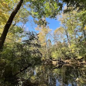 Photo #30 of SOLD property in Off Silvertown Road, Enfield, NC 75.0 acres