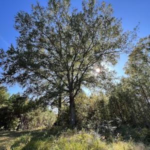 Photo #31 of SOLD property in Off Silvertown Road, Enfield, NC 75.0 acres