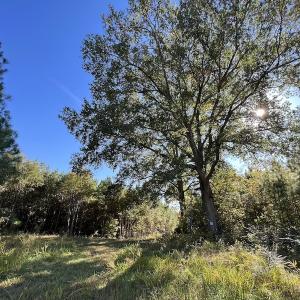 Photo #32 of SOLD property in Off Silvertown Road, Enfield, NC 75.0 acres