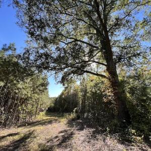 Photo #33 of SOLD property in Off Silvertown Road, Enfield, NC 75.0 acres