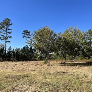 Photo #36 of SOLD property in Off Silvertown Road, Enfield, NC 75.0 acres