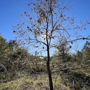 Photo #38 of SOLD property in Off Silvertown Road, Enfield, NC 75.0 acres