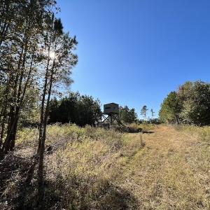 Photo #44 of SOLD property in Off Silvertown Road, Enfield, NC 75.0 acres