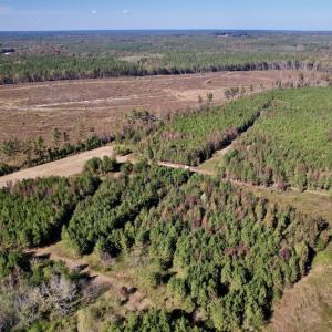 Photo #7 of SOLD property in Off Silvertown Road, Enfield, NC 75.0 acres