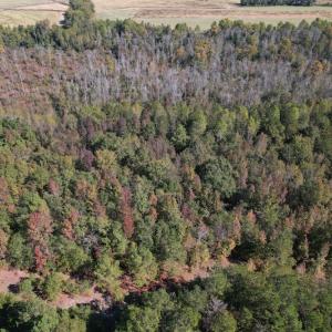 Photo #14 of SOLD property in Off Richland Drive, Pembroke, NC 3.5 acres