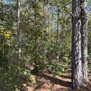 Photo #21 of SOLD property in Off Richland Drive, Pembroke, NC 3.5 acres