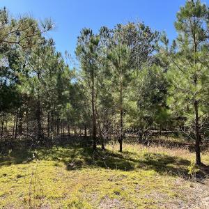 Photo #23 of SOLD property in Off Richland Drive, Pembroke, NC 3.5 acres
