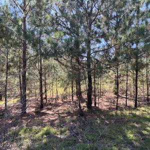 Photo #24 of SOLD property in Off Richland Drive, Pembroke, NC 3.5 acres