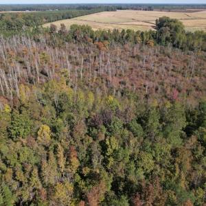 Photo #6 of SOLD property in Off Richland Drive, Pembroke, NC 3.5 acres