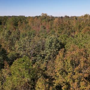 Photo #7 of SOLD property in Off Richland Drive, Pembroke, NC 3.5 acres