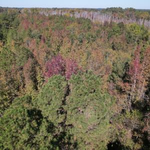 Photo #8 of SOLD property in Off Richland Drive, Pembroke, NC 3.5 acres