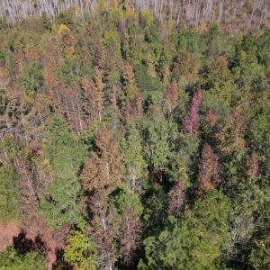 Photo #10 of SOLD property in Off Richland Drive, Pembroke, NC 3.5 acres