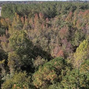 Photo #12 of SOLD property in Off Richland Drive, Pembroke, NC 10.4 acres