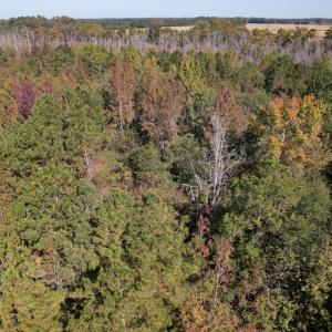 Photo #13 of SOLD property in Off Richland Drive, Pembroke, NC 10.4 acres