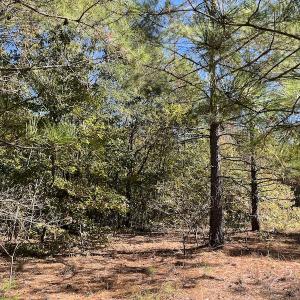 Photo #18 of SOLD property in Off Richland Drive, Pembroke, NC 10.4 acres