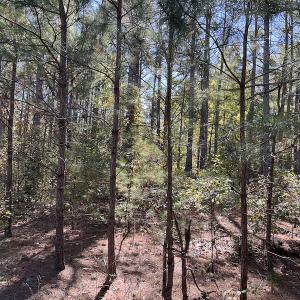 Photo #20 of SOLD property in Off Richland Drive, Pembroke, NC 10.4 acres