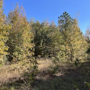 Photo #23 of SOLD property in Off Richland Drive, Pembroke, NC 10.4 acres