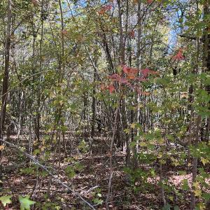 Photo #25 of SOLD property in Off Richland Drive, Pembroke, NC 10.4 acres