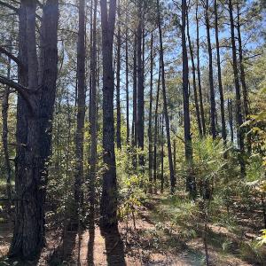 Photo #26 of SOLD property in Off Richland Drive, Pembroke, NC 10.4 acres