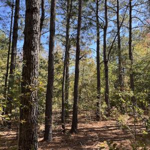 Photo #28 of SOLD property in Off Richland Drive, Pembroke, NC 10.4 acres