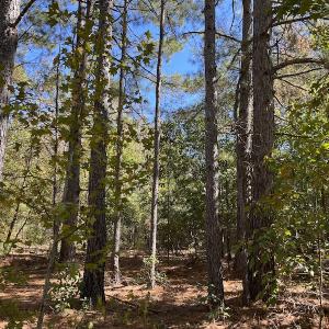 Photo #29 of SOLD property in Off Richland Drive, Pembroke, NC 10.4 acres