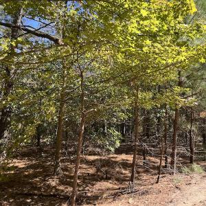 Photo #30 of SOLD property in Off Richland Drive, Pembroke, NC 10.4 acres