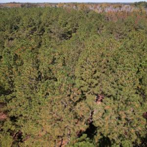 Photo #7 of SOLD property in Off Richland Drive, Pembroke, NC 10.4 acres