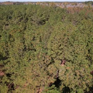 Photo #7 of SOLD property in Off Richland Drive, Pembroke, NC 10.4 acres