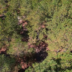 Photo #8 of SOLD property in Off Richland Drive, Pembroke, NC 10.4 acres